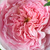 Roza - Angleška vrtnica - Ausbite